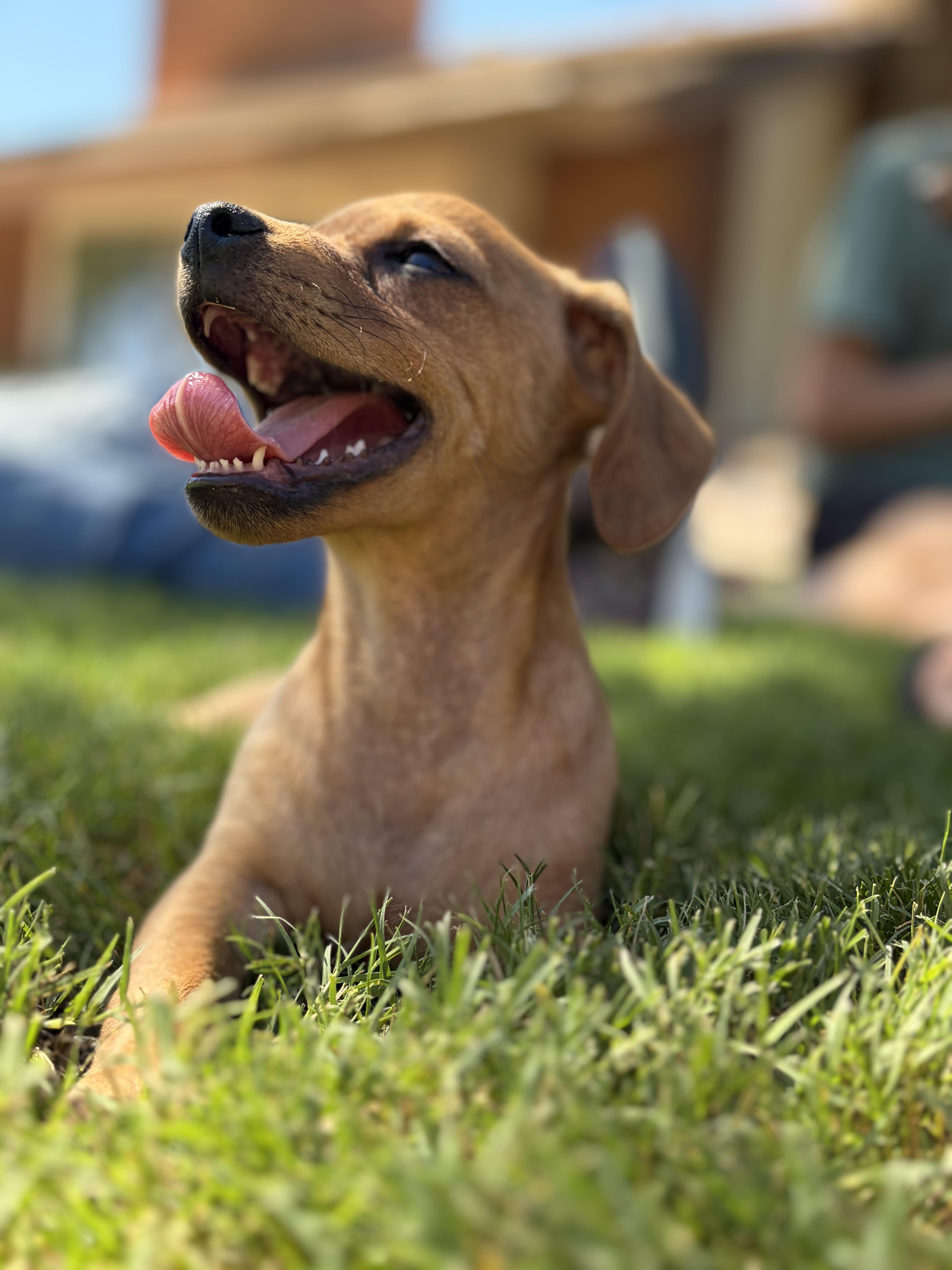 Enlarge Sheriff, a Adopted mixed breed in Gilbert, AZ image 6/6