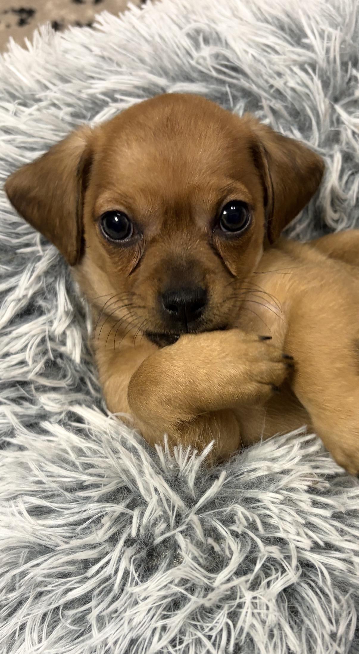 Sheriff, Adoptable, Puppy Male Dachshund & Chiweenie.