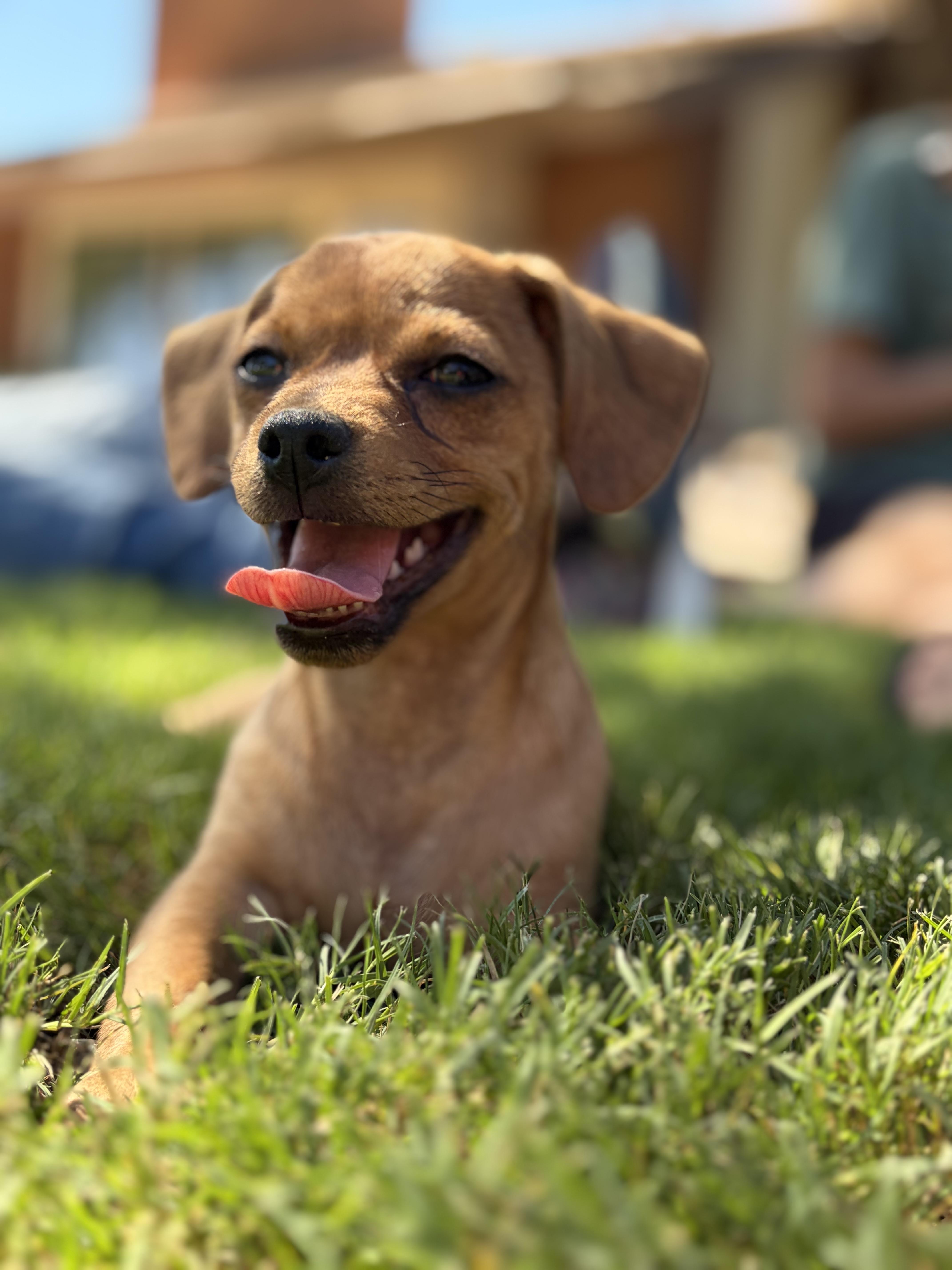 Enlarge Sheriff, a Adopted mixed breed in Gilbert, AZ image 4/6