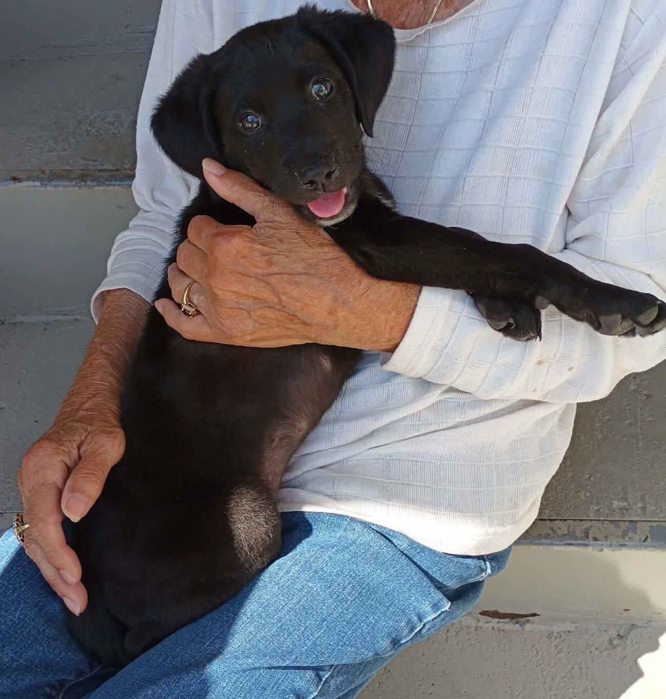Ruby, a ADOPTABLE mixed breed in Elkton, MD image 1/3
