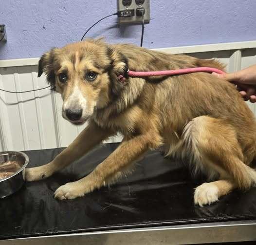 Maddie HOLD, Adoptable, Young Female Collie.