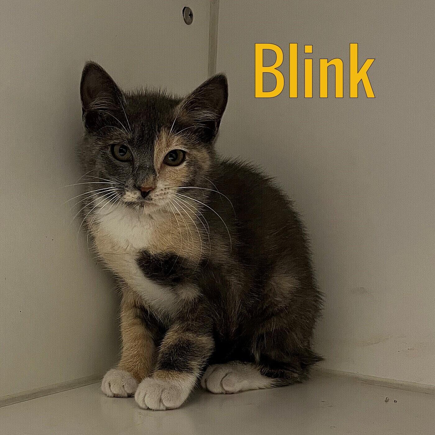 Blink, Baby Female unknown