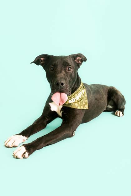 Gossamer (88605), an adoptable Pit Bull Terrier in Spanish Fork, UT, 84660 | Photo Image 1