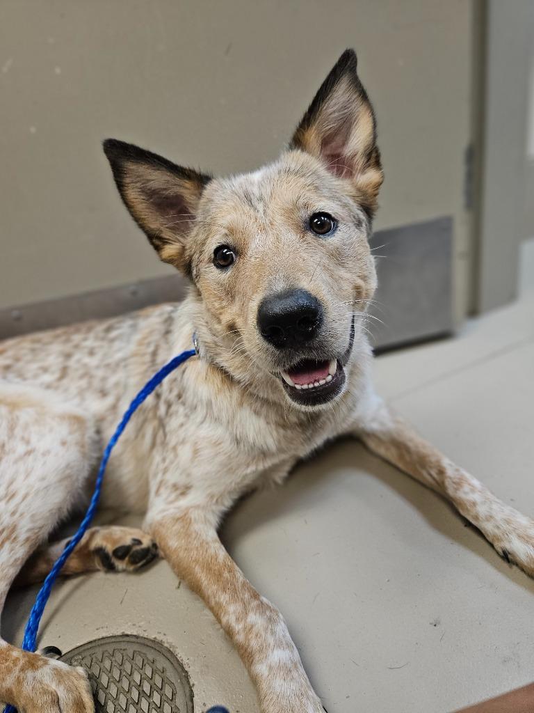 Enlarge Luna, a Adoptable mixed breed in Johnson City, TN image 1/1