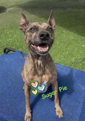 Enlarge Sugar Pie, a Adoptable Terrier in Palm Harbor, FL image 2/3