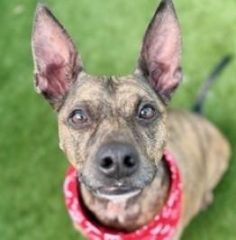 Enlarge Sugar Pie, a Adoptable Terrier in Palm Harbor, FL image 3/3