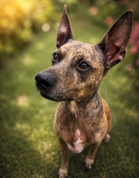 Sugar Pie, Adoptable, Adult Male Terrier.