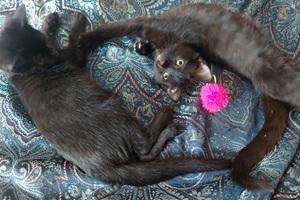 Sweet Boy and Good Girl, a Adoptable mixed breed image 1/2