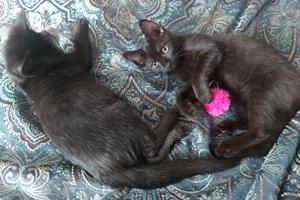 Sweet Boy and Good Girl, a Adoptable mixed breed image 2/2