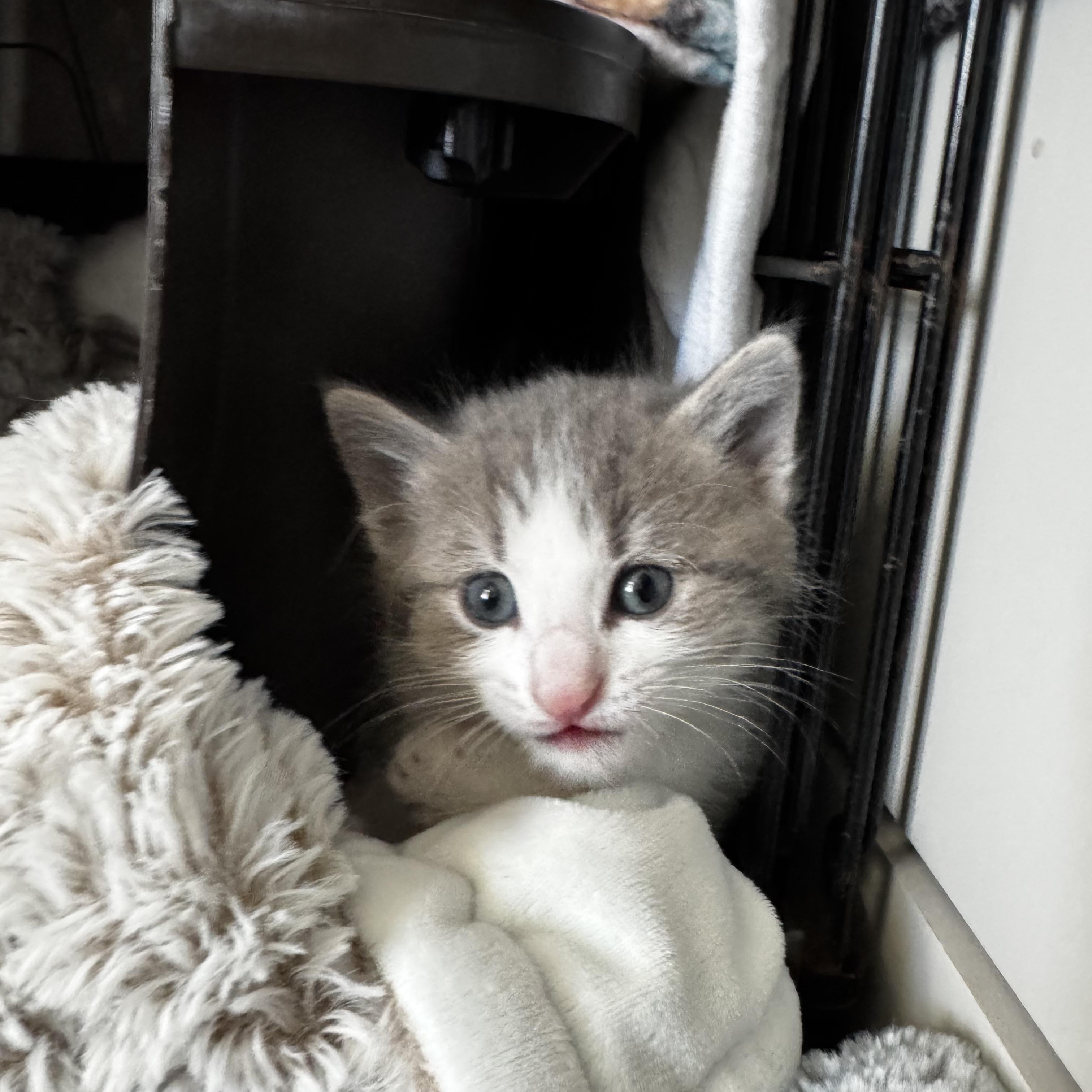 Prada, an adopted mixed breed in Murphysboro, IL image 2/2