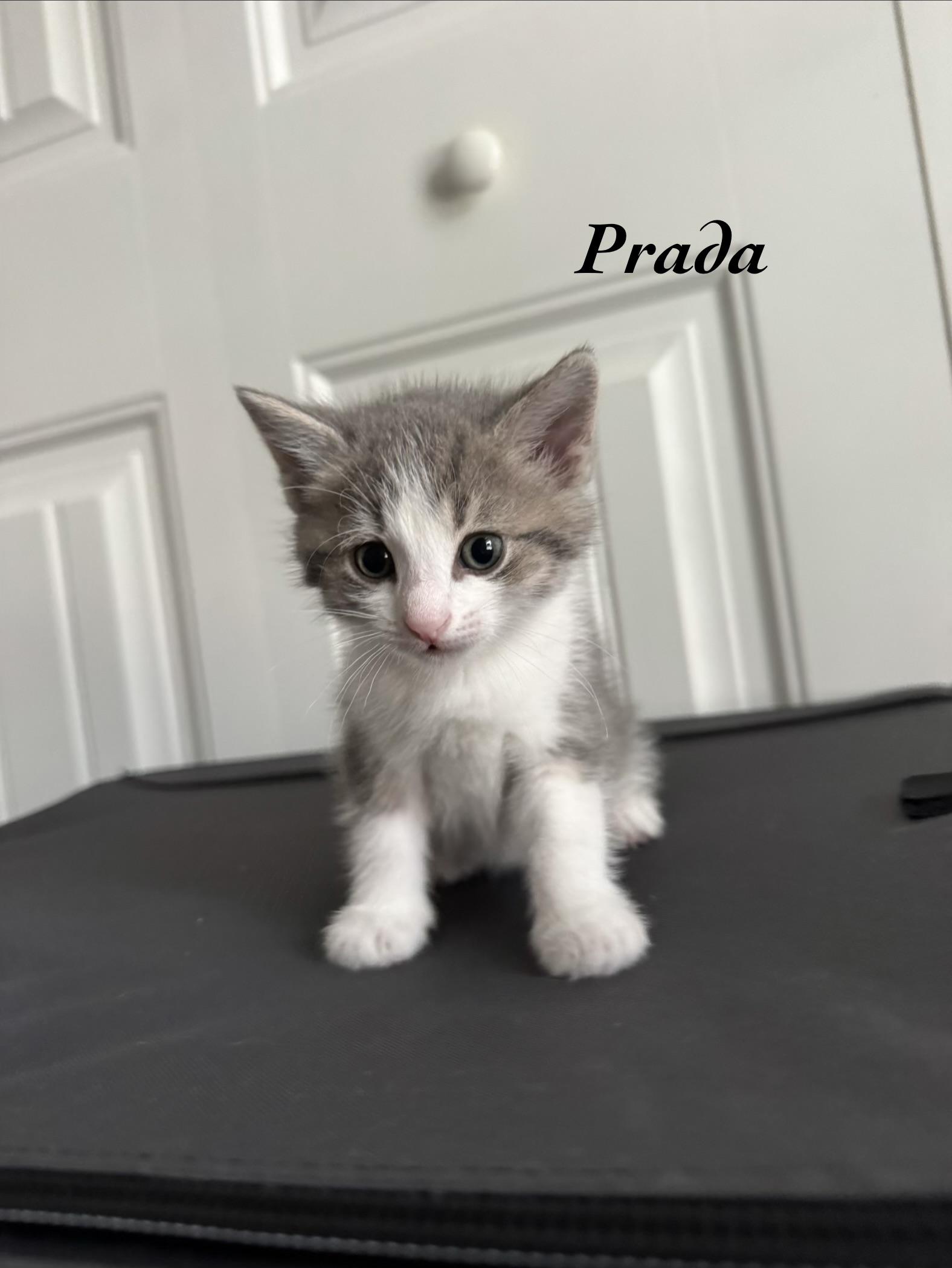 Prada, adopted, Kitten Female Domestic Medium Hair.