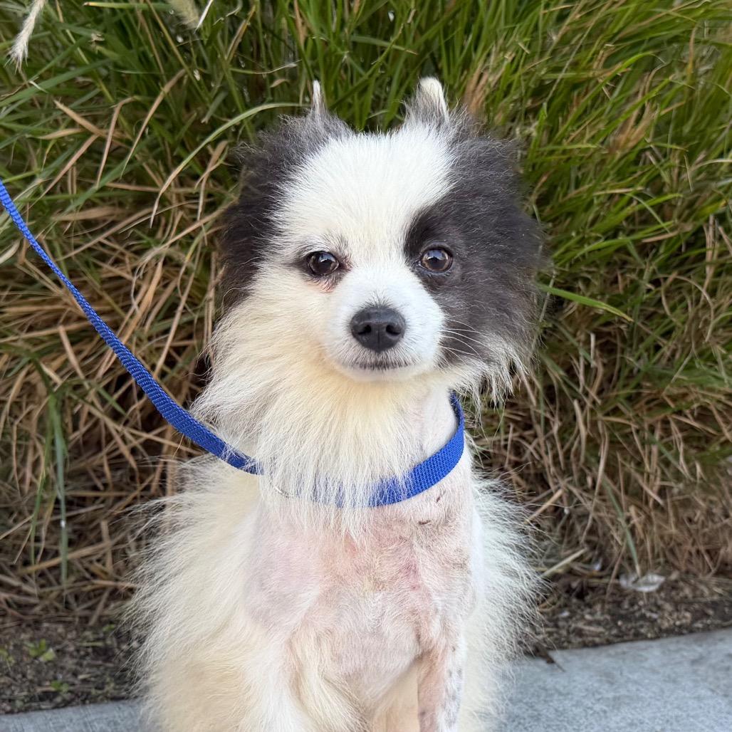 Enlarge Snowflake, a Adoptable mixed breed in Long Beach, CA image 1/6