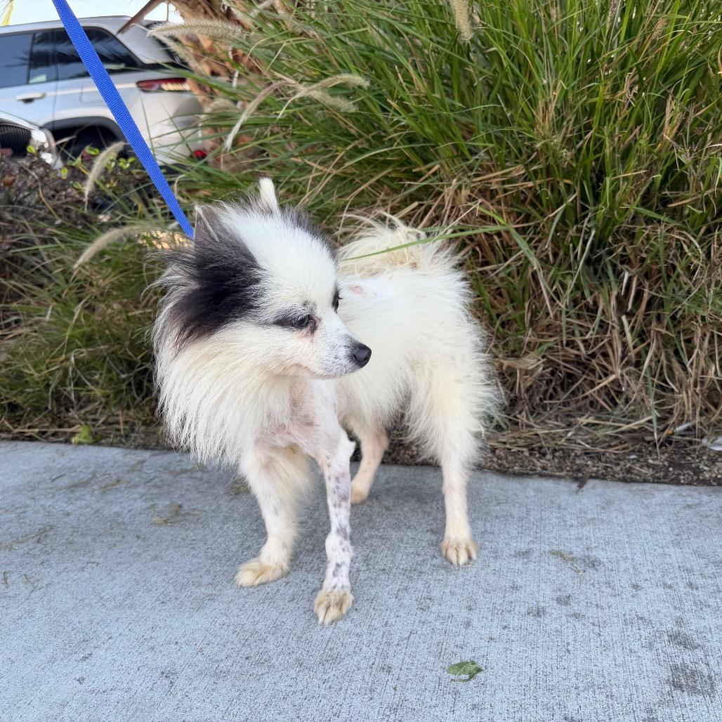 Enlarge Snowflake, a Adoptable mixed breed in Long Beach, CA image 2/6