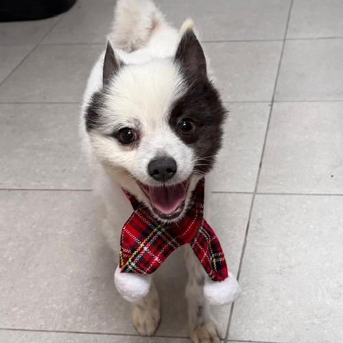 Enlarge Snowflake, a Adoptable mixed breed in Long Beach, CA image 3/6