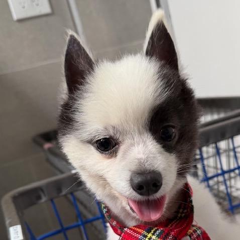 Enlarge Snowflake, a Adoptable mixed breed in Long Beach, CA image 4/6