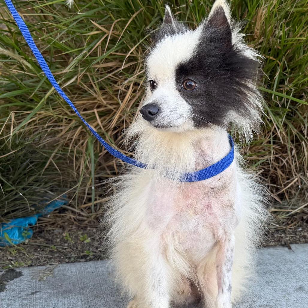 Enlarge Snowflake, a Adoptable mixed breed in Long Beach, CA image 5/6