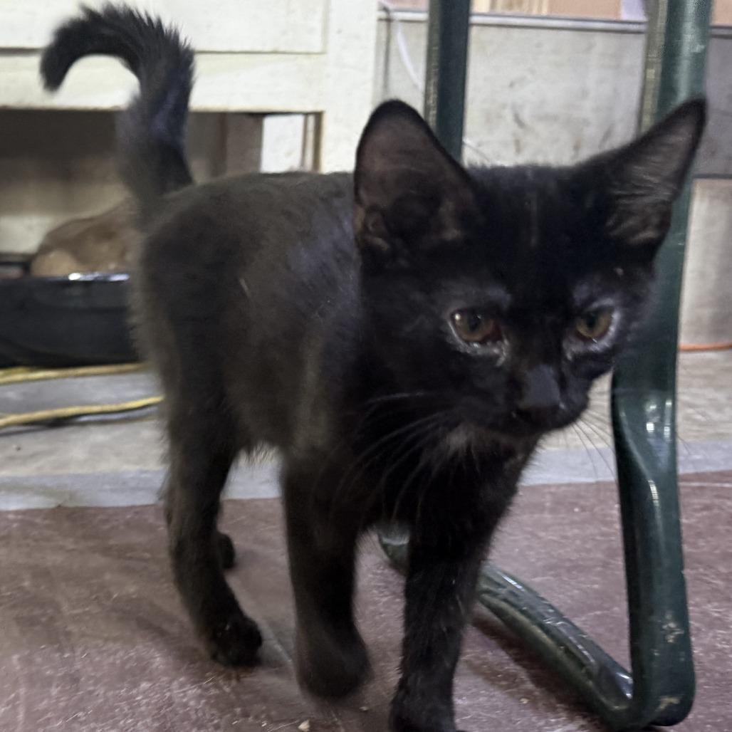 Enlarge Parton, a Adoptable American Shorthair in Glenelg, MD image 1/4