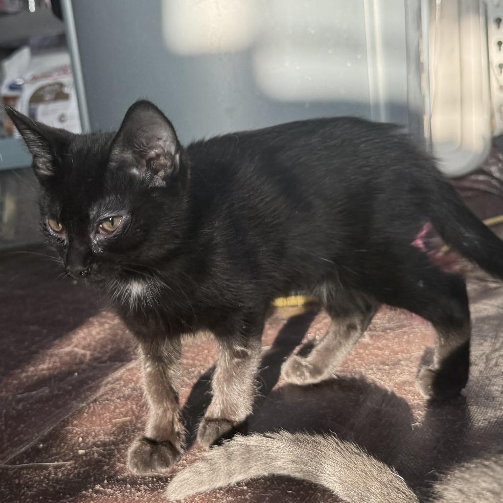Enlarge Parton, a Adoptable American Shorthair in Glenelg, MD image 2/4