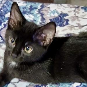 Enlarge Parton, a Adoptable American Shorthair in Glenelg, MD image 3/4