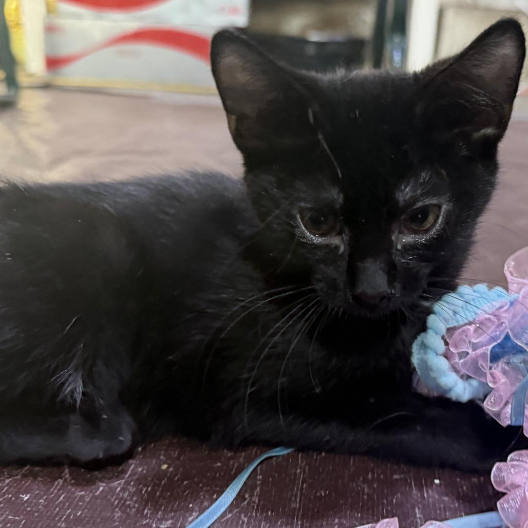 Enlarge Parton, a Adoptable American Shorthair in Glenelg, MD image 4/4