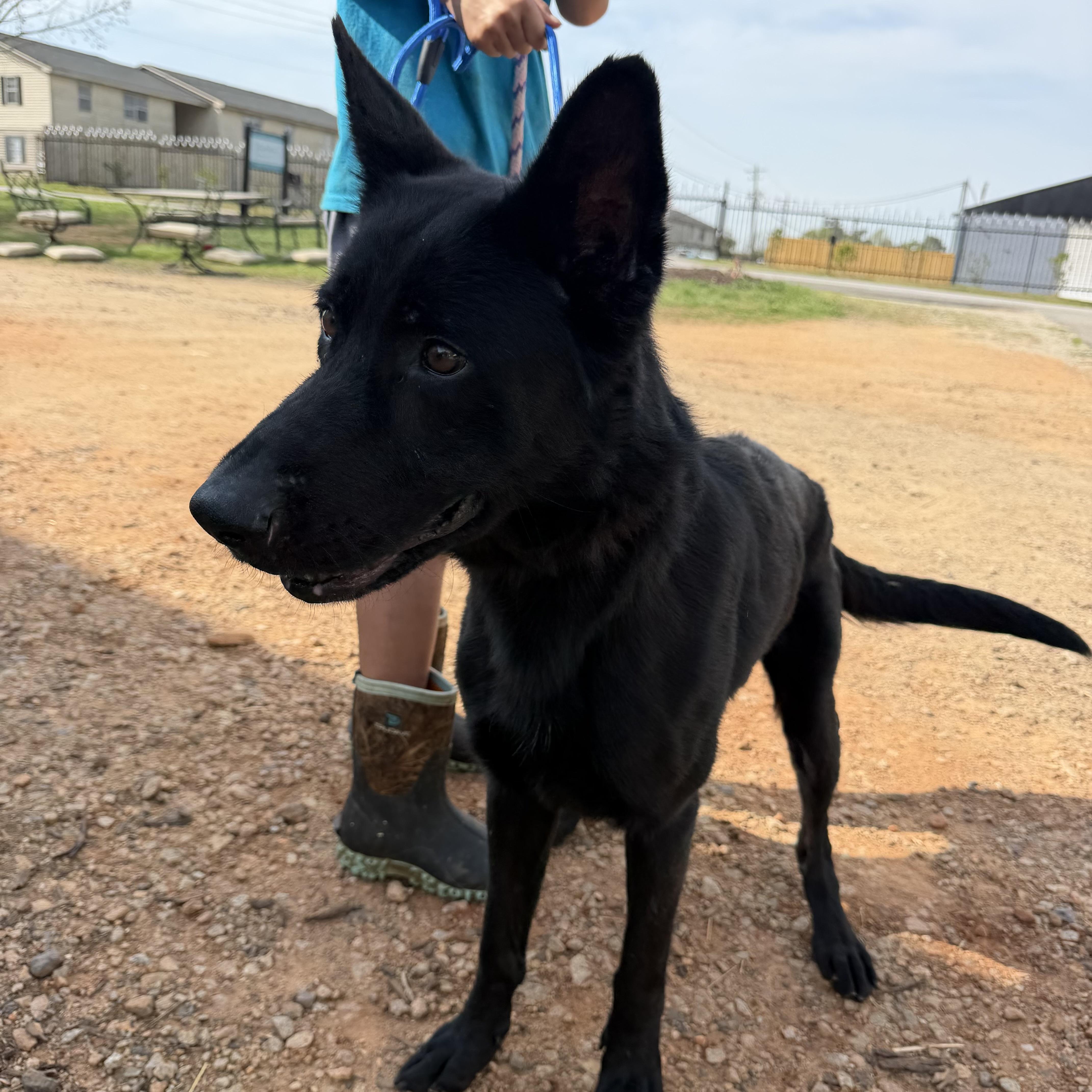 Niner — thumbnail 5