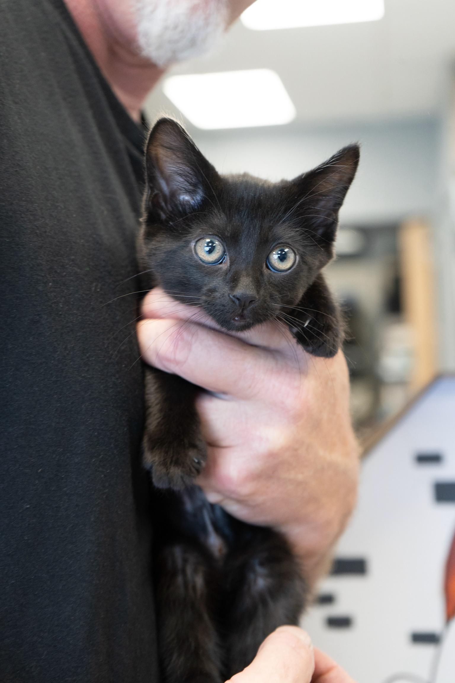 Bianca, a Adopted Domestic Short Hair in Durango, CO image 4/4