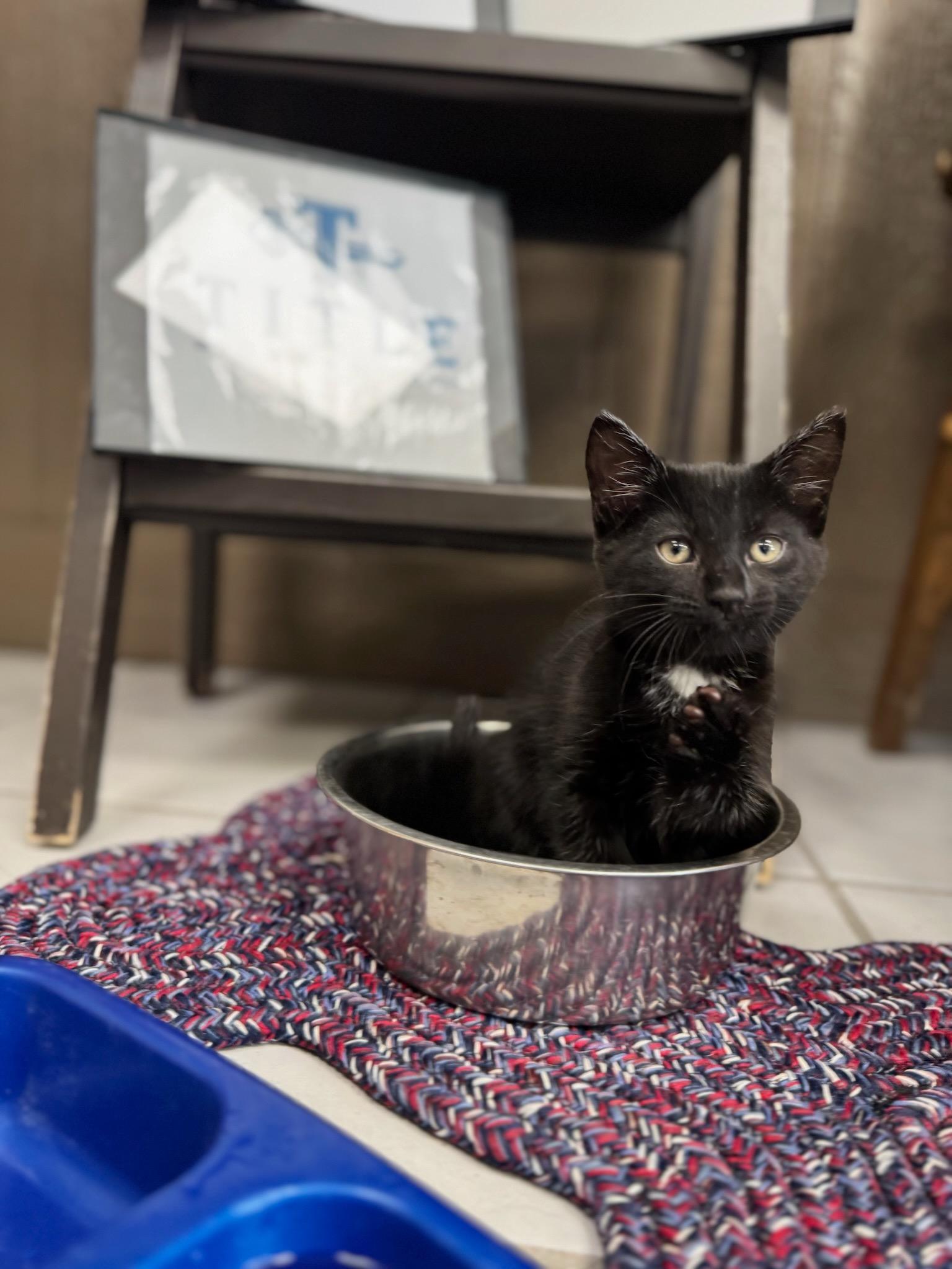 Bianca, a Adopted Domestic Short Hair in Durango, CO image 1/4