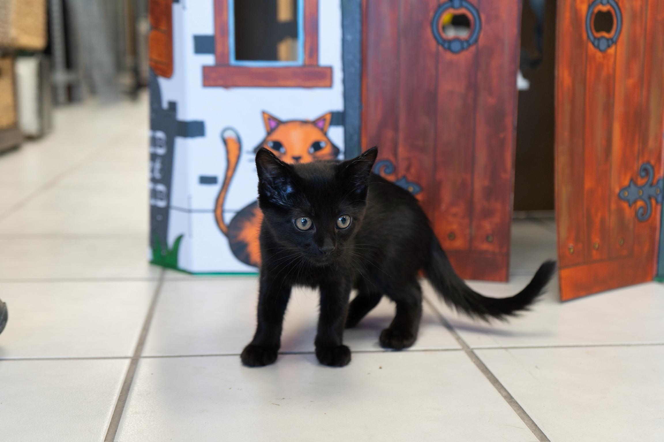 Bianca, a Adopted Domestic Short Hair in Durango, CO image 2/4