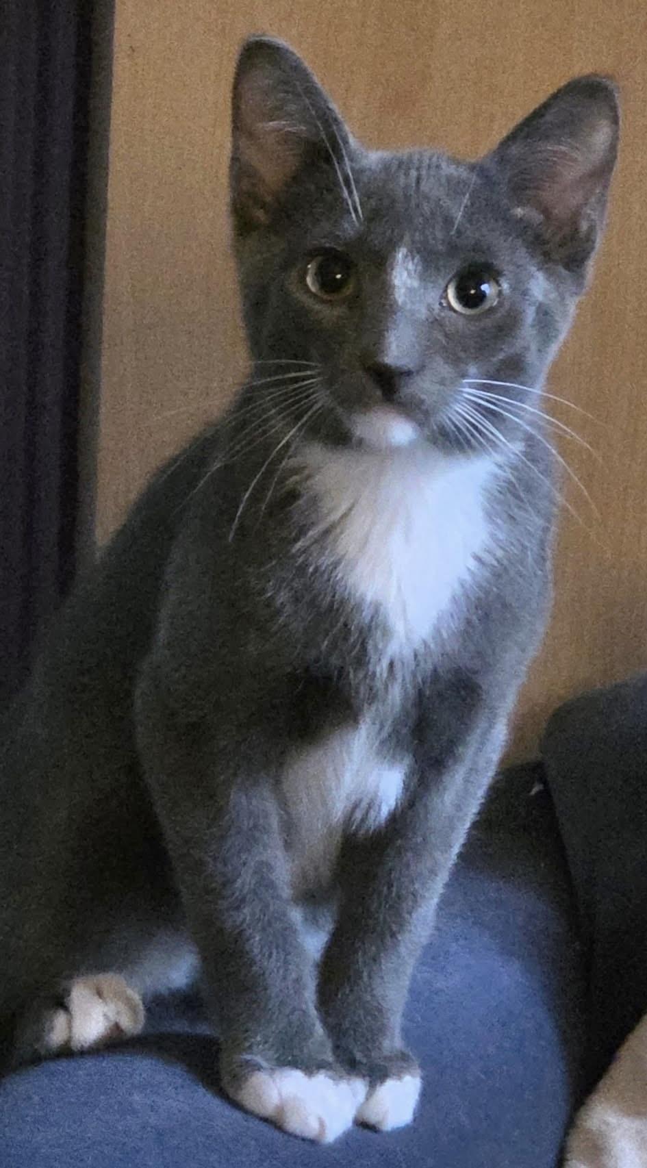 Enlarge ZANI, an adoptable Domestic Short Hair in Delhi, ON image 3/5