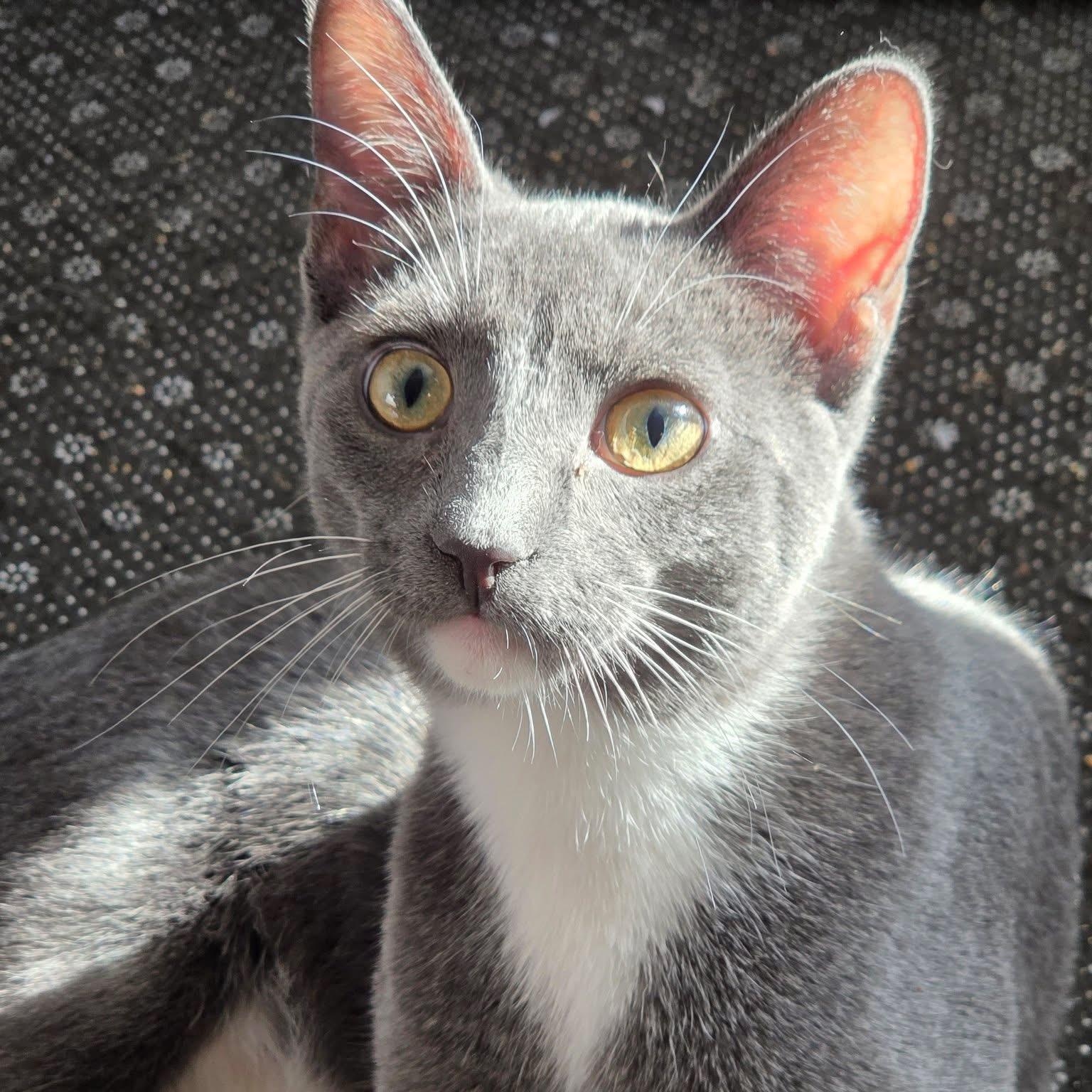 ZANI, adoptable, Kitten Male Domestic Short Hair.