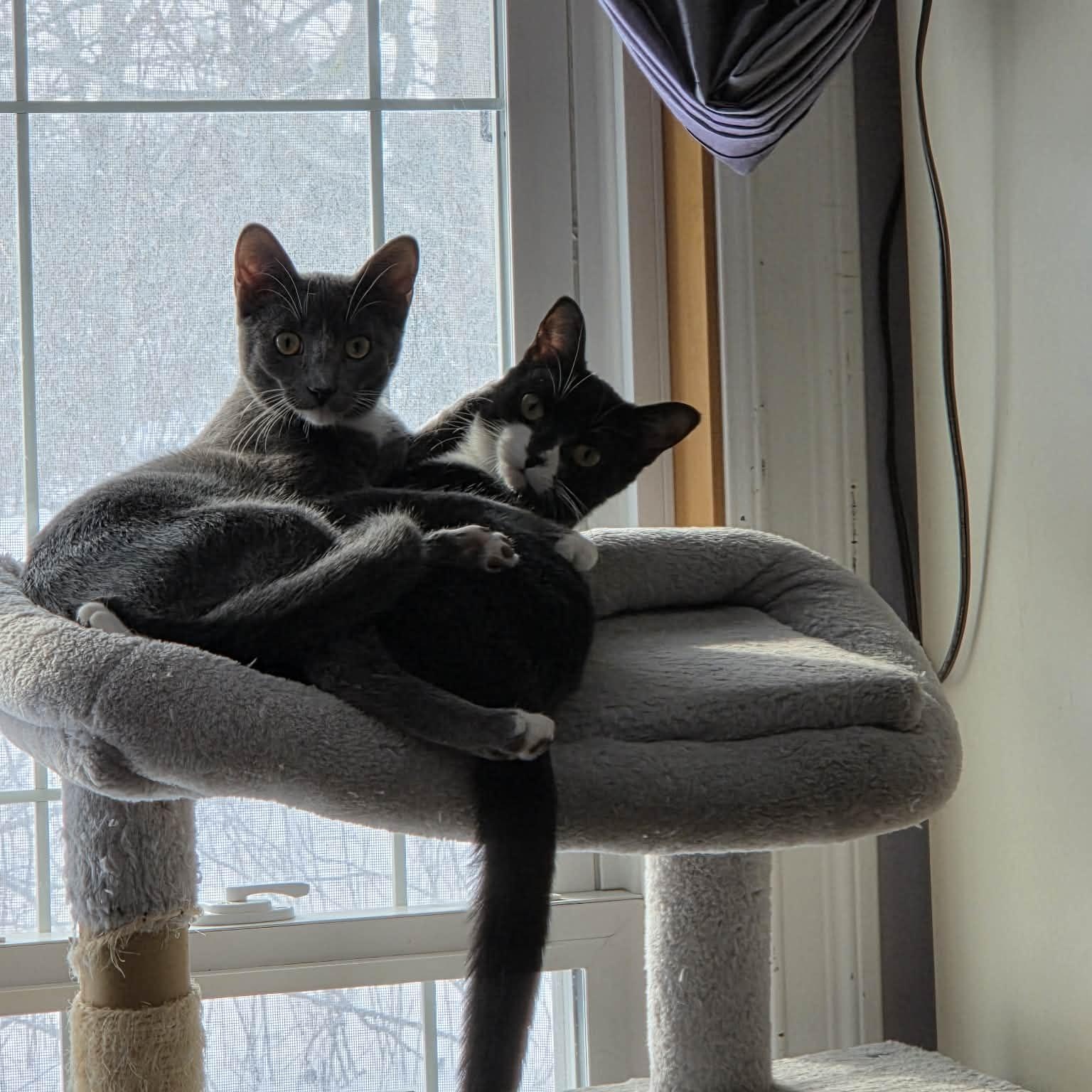 Enlarge ZANI, an adoptable Domestic Short Hair in Delhi, ON image 5/5