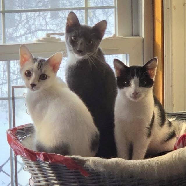 Enlarge ZANI, an adoptable Domestic Short Hair in Delhi, ON image 4/5