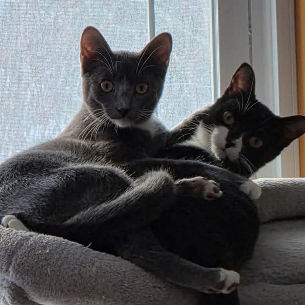 Enlarge ZANI, an adoptable Domestic Short Hair in Delhi, ON image 5/5