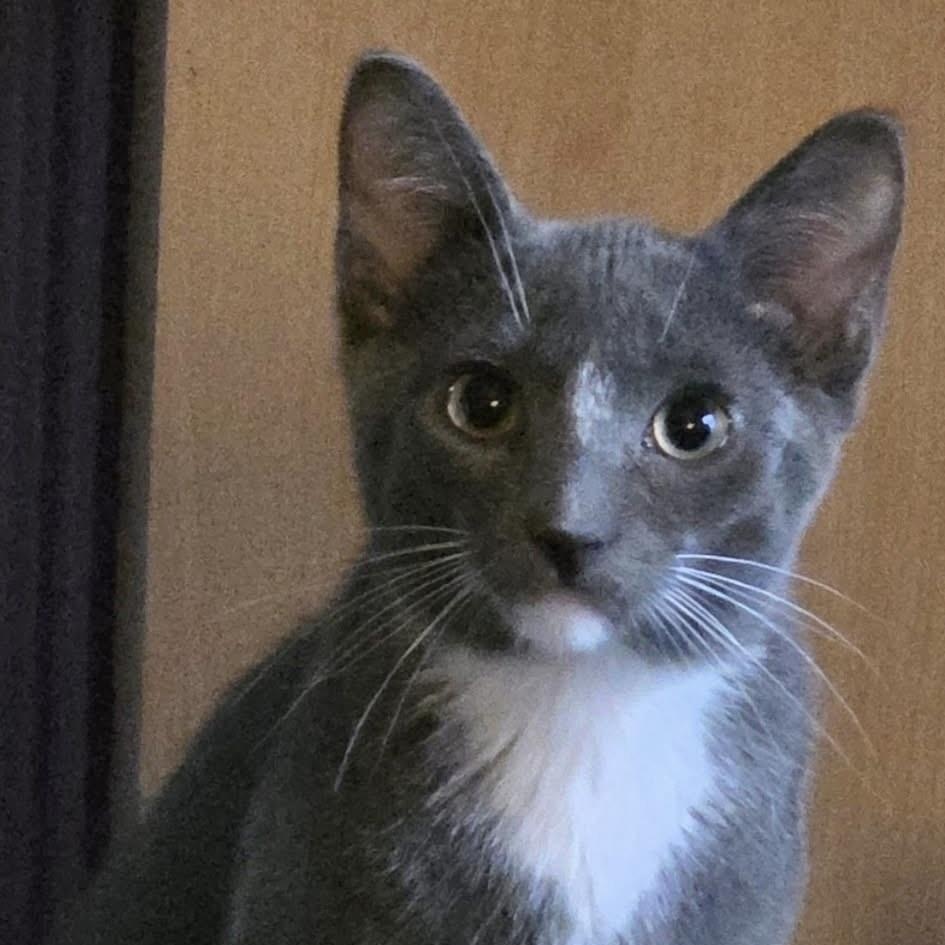 Enlarge ZANI, an adoptable Domestic Short Hair in Delhi, ON image 2/5