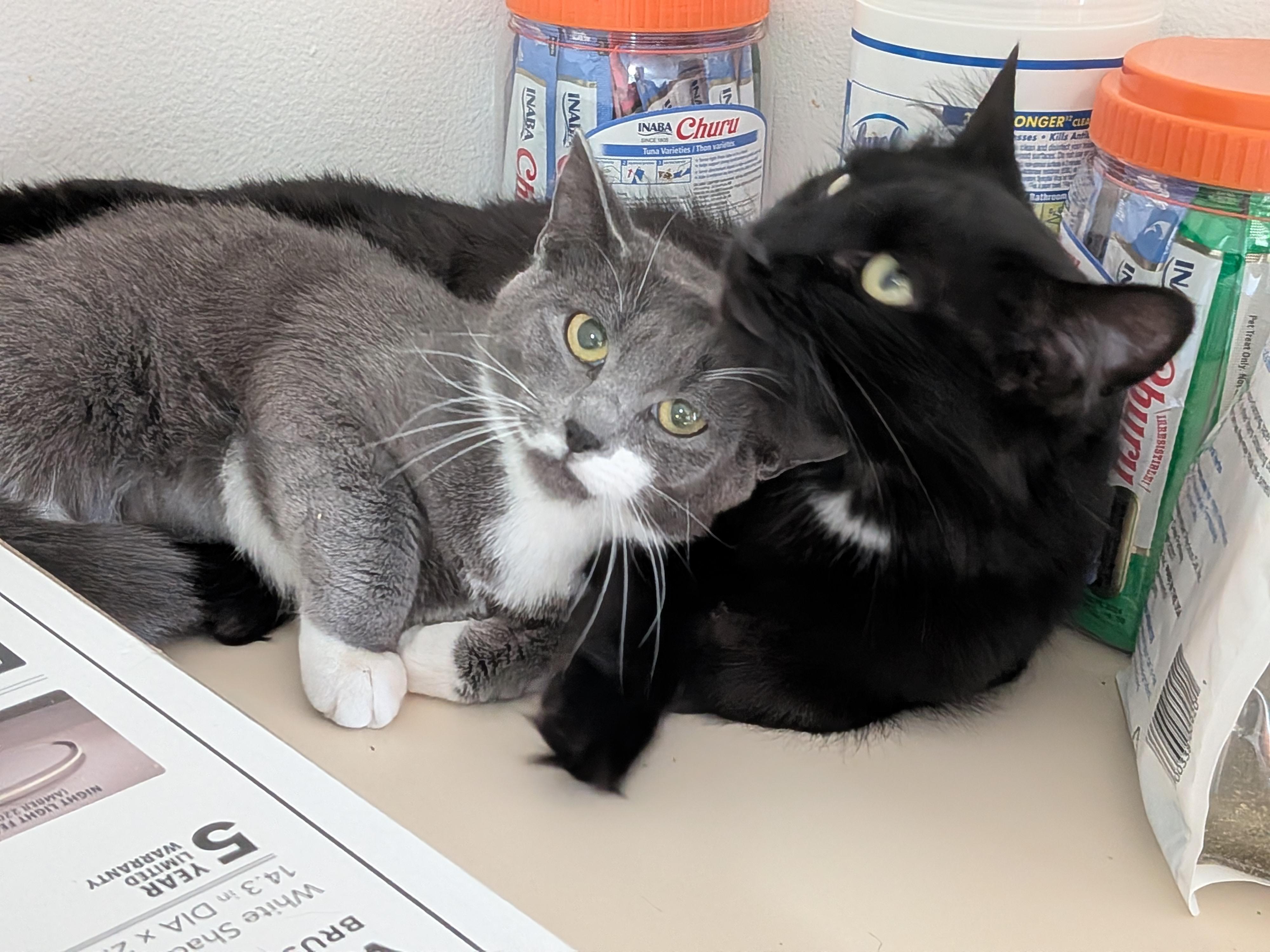 Enlarge Sabrina (bonded with Oscar), a Adoptable Domestic Medium Hair in The Dalles, OR image 5/6