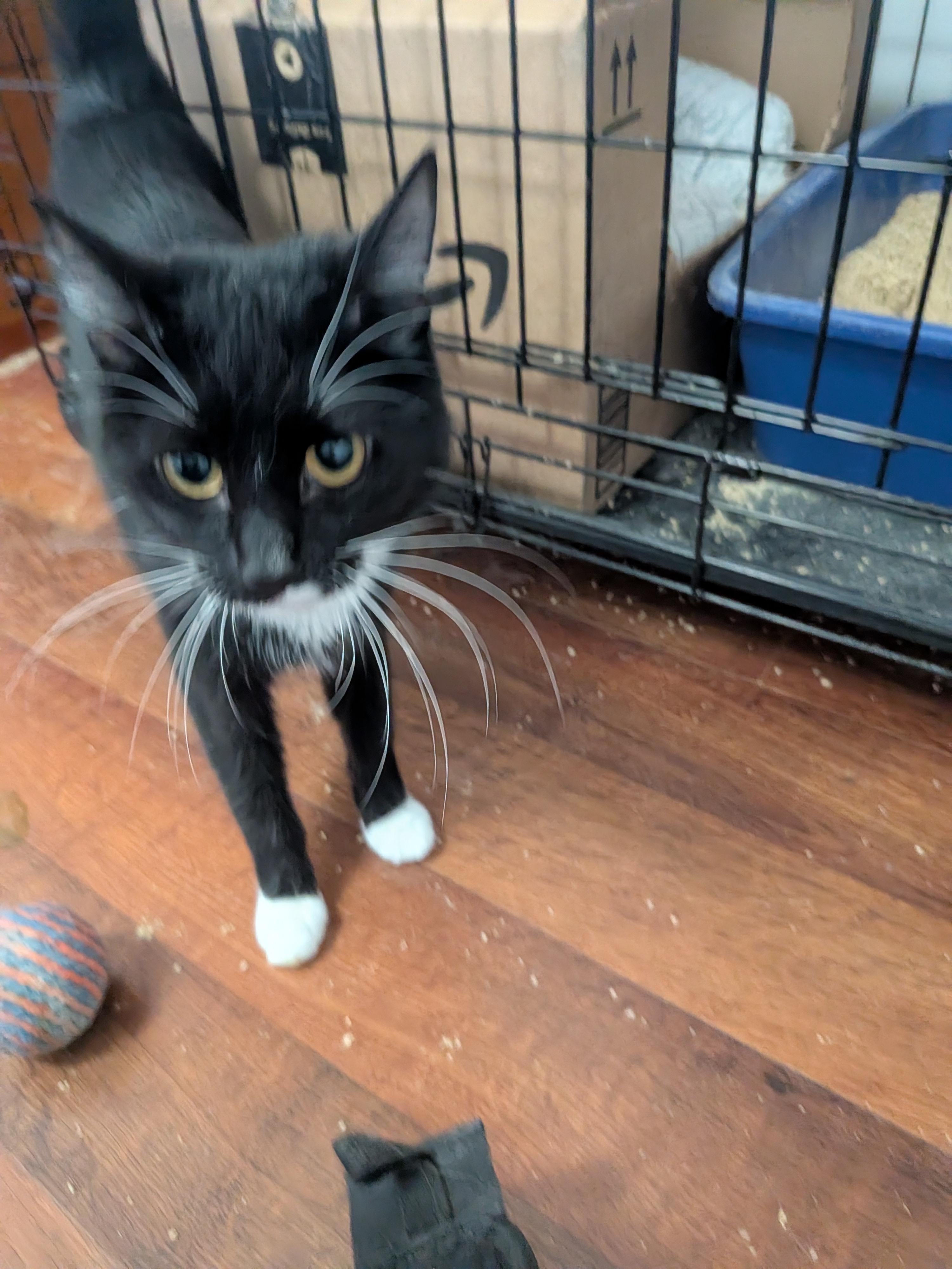 Enlarge Sabrina (bonded with Oscar), a Adoptable Domestic Medium Hair in The Dalles, OR image 3/6