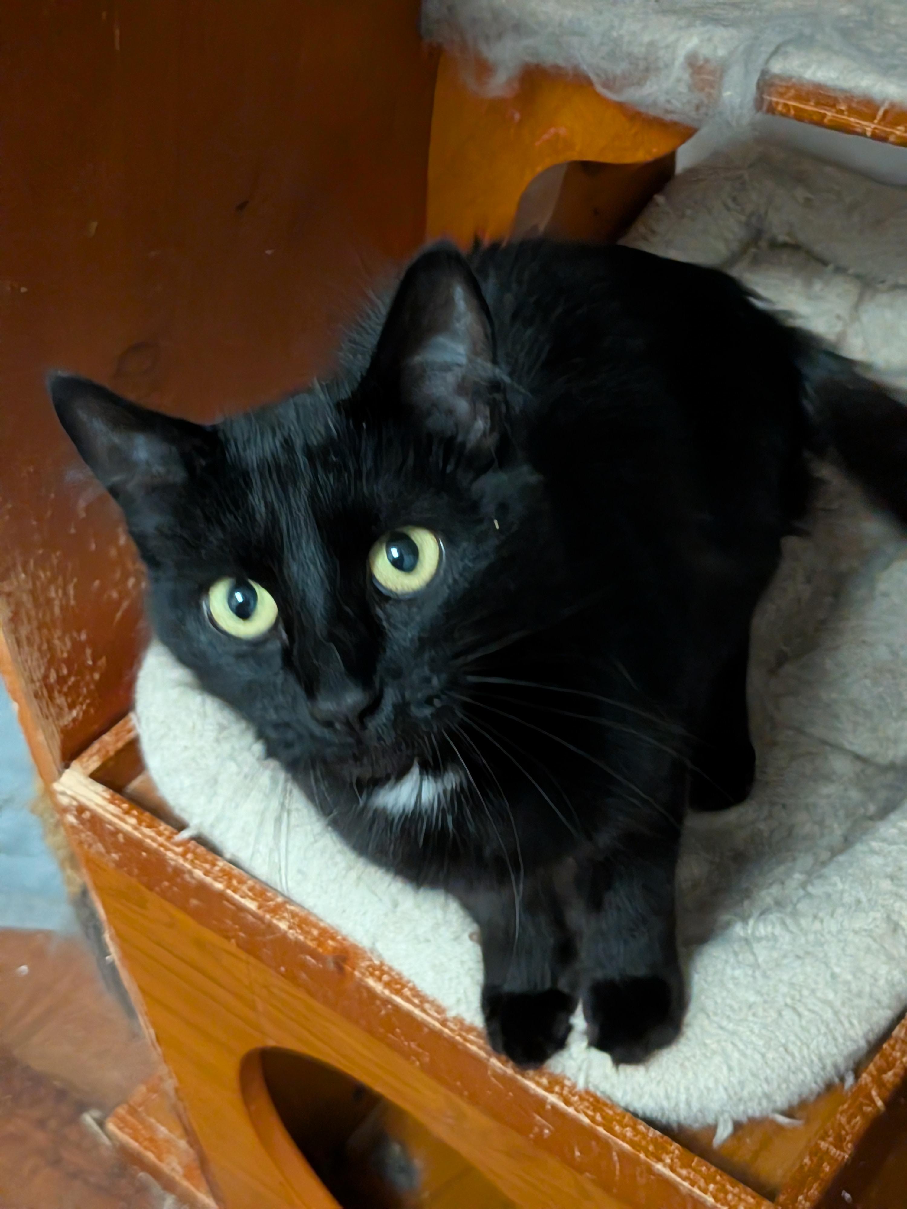 Enlarge Sabrina (bonded with Oscar), a Adoptable Domestic Medium Hair in The Dalles, OR image 2/6
