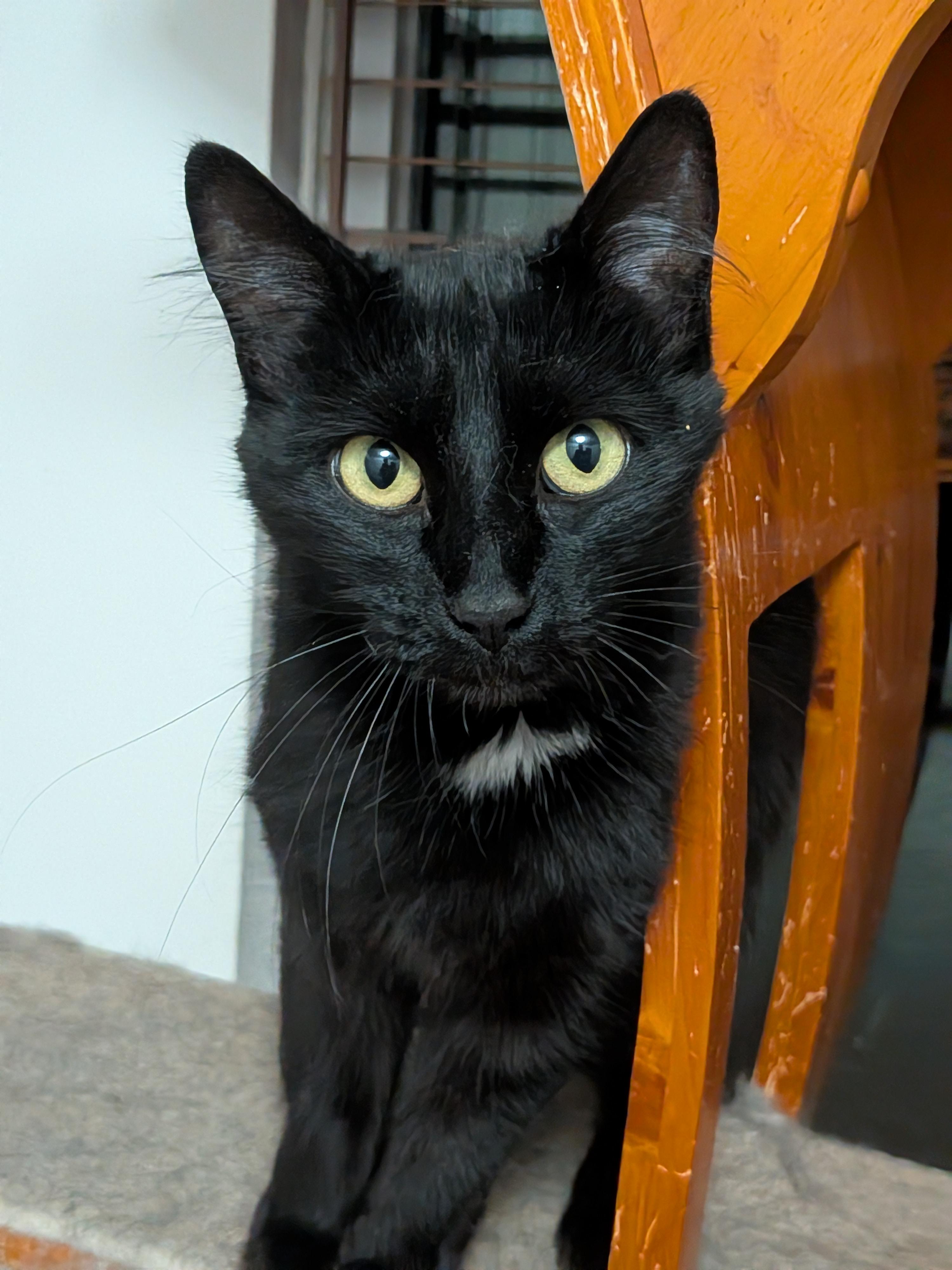 Enlarge Sabrina (bonded with Oscar), a Adoptable Domestic Medium Hair in The Dalles, OR image 1/6