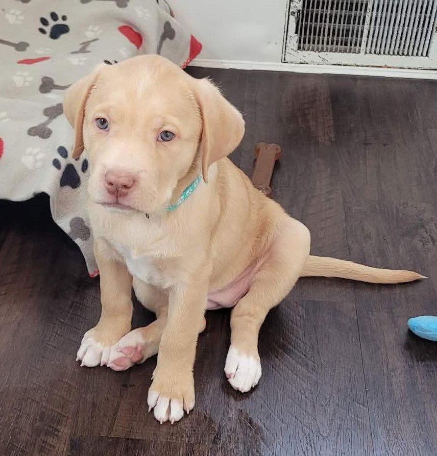 Athena, Adoptable, Puppy Female Labrador Retriever & Great Pyrenees.