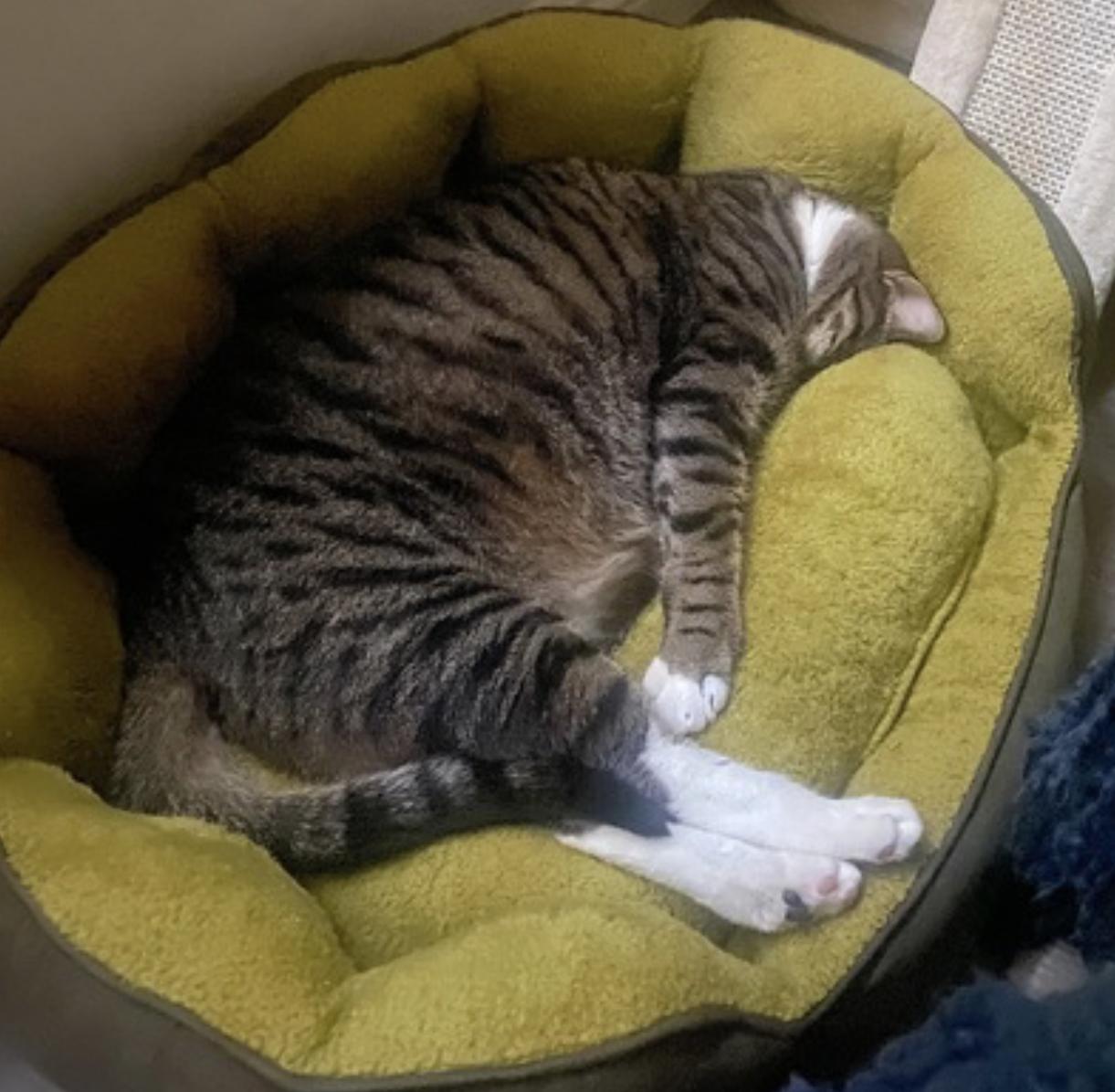 Jade — thumbnail 5