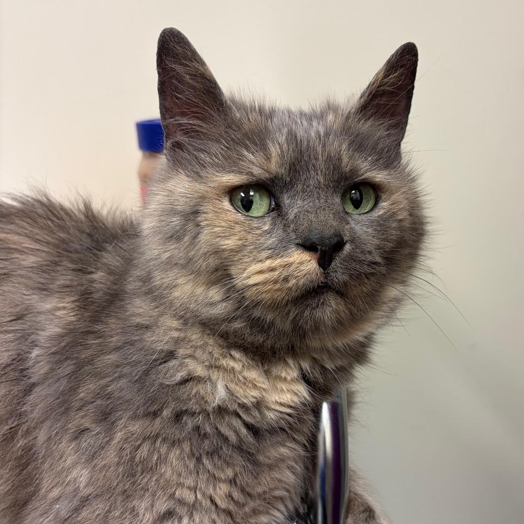 Enlarge RoliPoli, a Adoptable Domestic Short Hair in Red House, WV image 1/1
