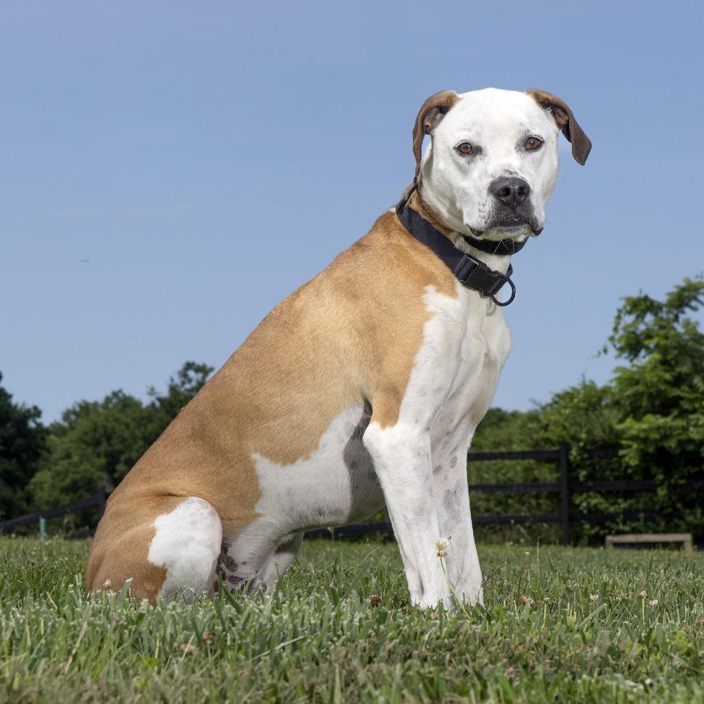 Hardy, Adoptable, Adult Male Mixed Breed.