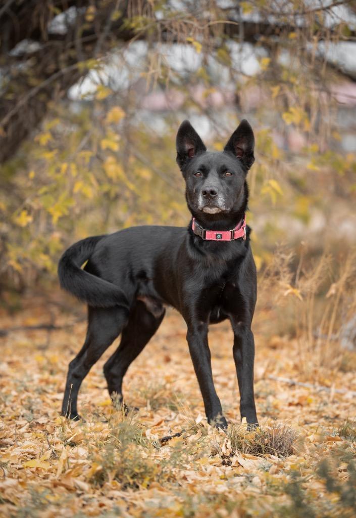 Enlarge Adonis, a Adoptable mixed breed in Gillette, WY image 1/3