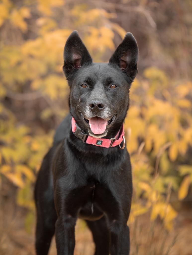 Enlarge Adonis, a Adoptable mixed breed in Gillette, WY image 2/3