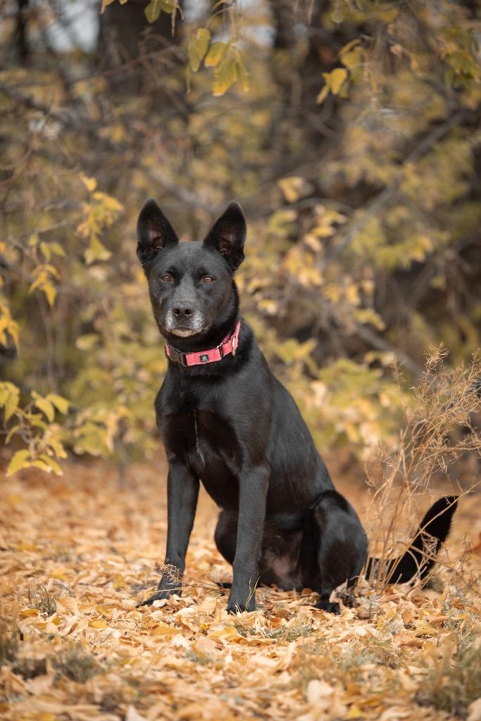 Enlarge Adonis, a Adoptable mixed breed in Gillette, WY image 3/3
