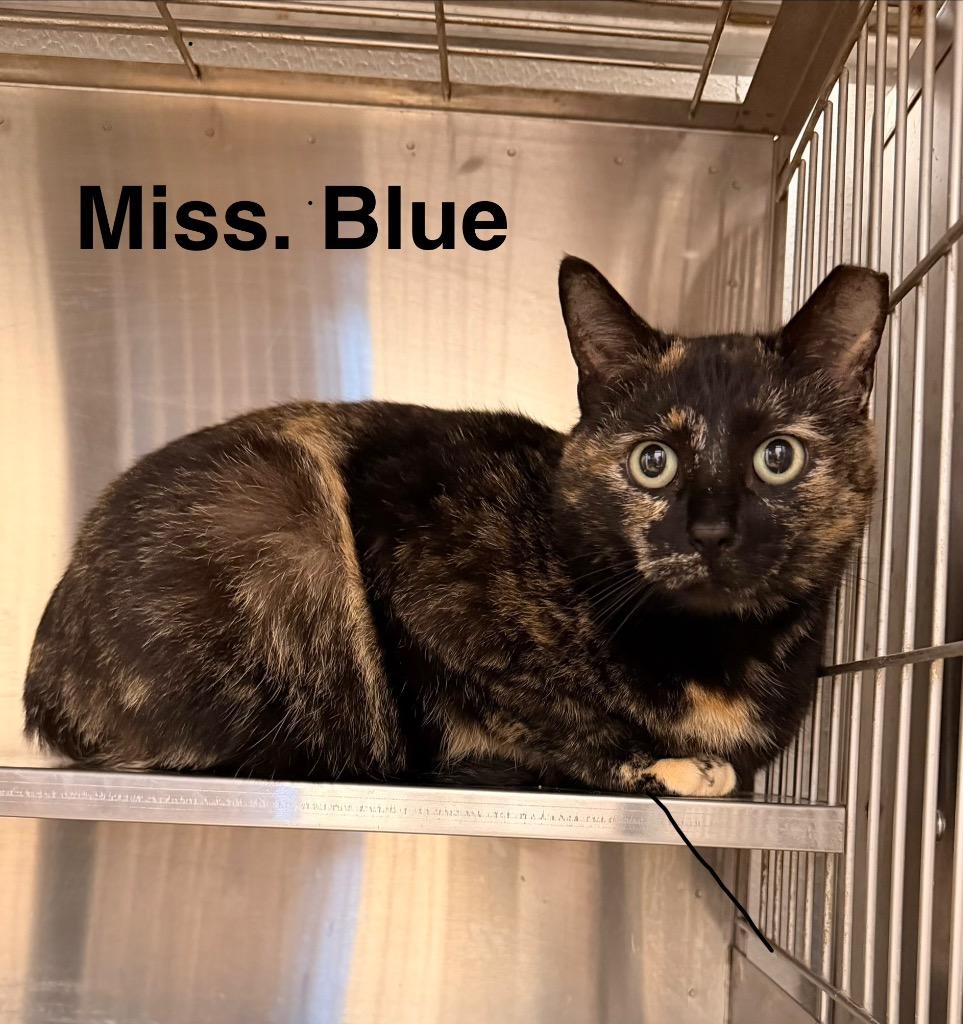 Miss Blue, Adoptable, Young Female Domestic Short Hair.