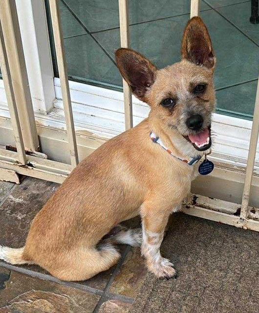 Enlarge MEO, a Adopted mixed breed in Katy, TX image 1/3