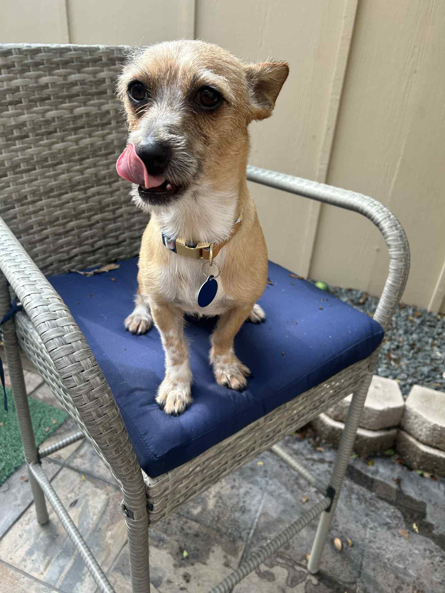 Enlarge MEO, a Adopted mixed breed in Katy, TX image 2/3