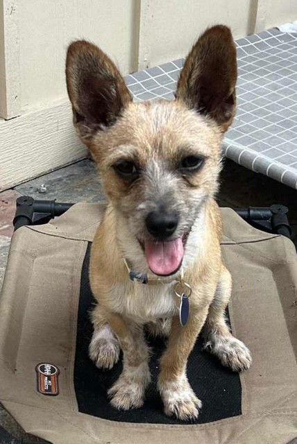 Enlarge MEO, a Adopted mixed breed in Katy, TX image 3/3