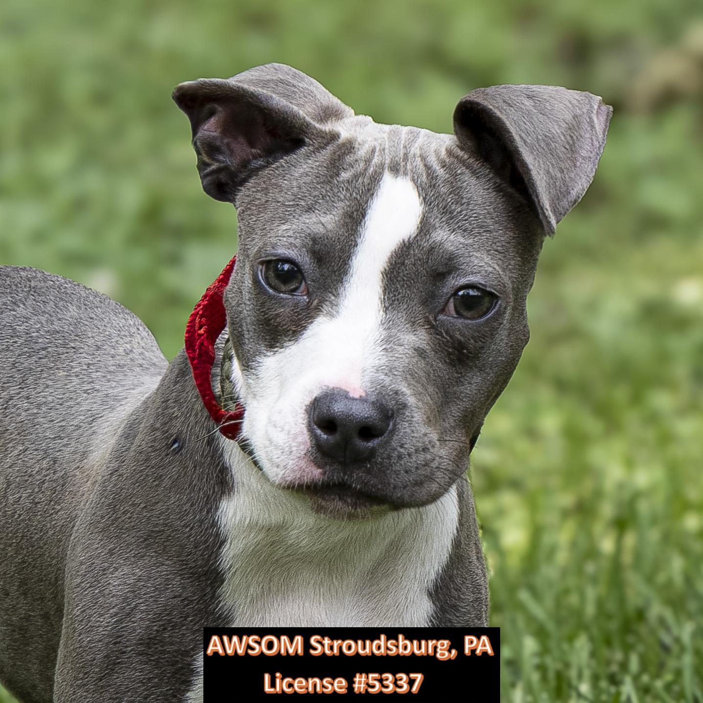 Enlarge Penelope, an adopted mixed breed in Stroudsburg, PA image 2/2